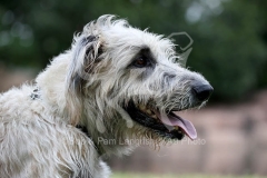 Irish Wolfhound