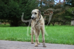 Irish Wolfhound