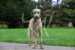Irish Wolfhound