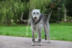 Irish Wolfhound