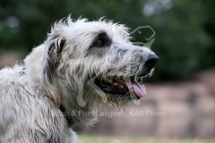 Irish Wolfhound