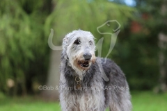 Irish Wolfhound