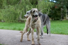 Irish Wolfhound