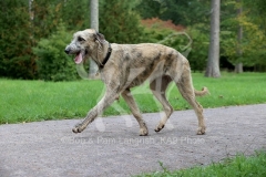 Irish Wolfhound