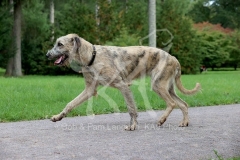 Irish Wolfhound