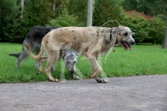 Irish Wolfhound