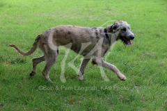 Irish Wolfhound