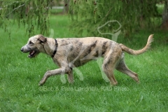 Irish Wolfhound