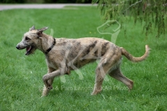 Irish Wolfhound