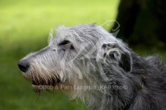 Irish Wolfhound