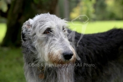 Irish Wolfhound