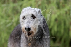 Irish Wolfhound