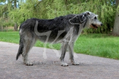 Irish Wolfhound