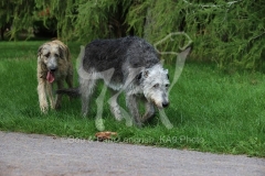 Irish Wolfhound