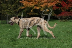 Irish Wolfhound