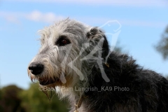 Irish Wolfhound