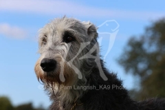 Irish Wolfhound