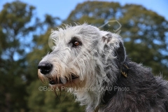Irish Wolfhound