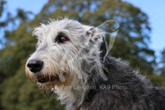 Irish Wolfhound