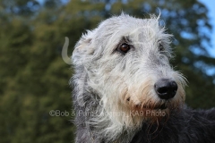 Irish Wolfhound