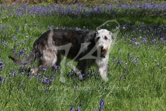 Irish Wolfhound