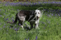 Irish Wolfhound