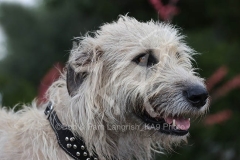 Irish Wolfhound
