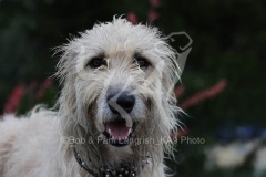 Irish Wolfhound
