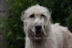 Irish Wolfhound