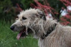 Irish Wolfhound