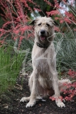 Irish Wolfhound
