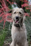 Irish Wolfhound