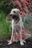 Irish Wolfhound
