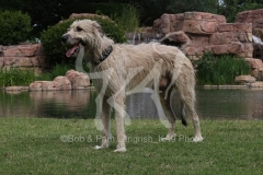 Irish Wolfhound
