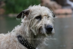 Irish Wolfhound