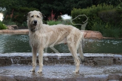 Irish Wolfhound
