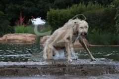 Irish Wolfhound