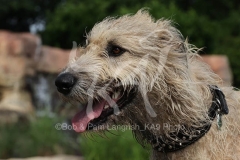 Irish Wolfhound