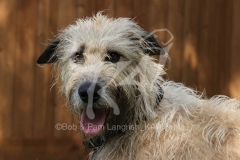 Irish Wolfhound