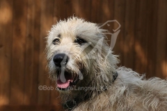 Irish Wolfhound