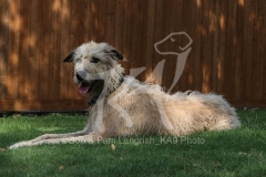 Irish Wolfhound