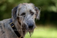 Irish Wolfhound