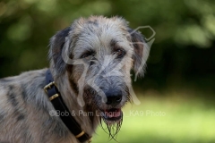 Irish Wolfhound