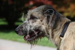 Irish Wolfhound