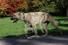 Irish Wolfhound