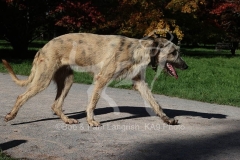 Irish Wolfhound