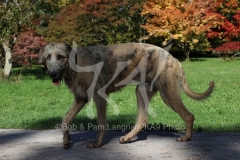 Irish Wolfhound
