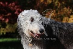 Irish Wolfhound
