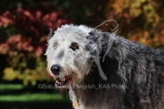 Irish Wolfhound