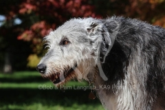 Irish Wolfhound